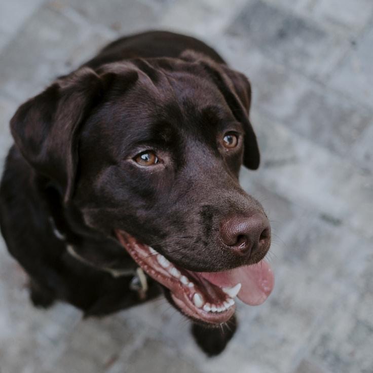 Portrait of Aiden Stone, community mentor and Italian cuisine expert